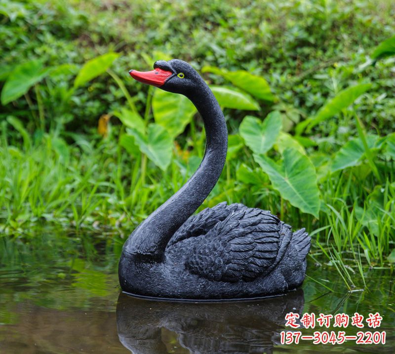 德州黑天鹅婉约鱼尾,完美呈现园林水塘水景